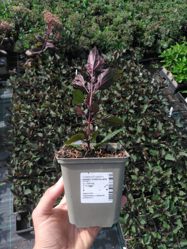 Punapähkämö Chocolate - 2024