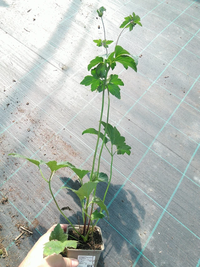 Sasanka japonská Serenade - 19. 8. 2025