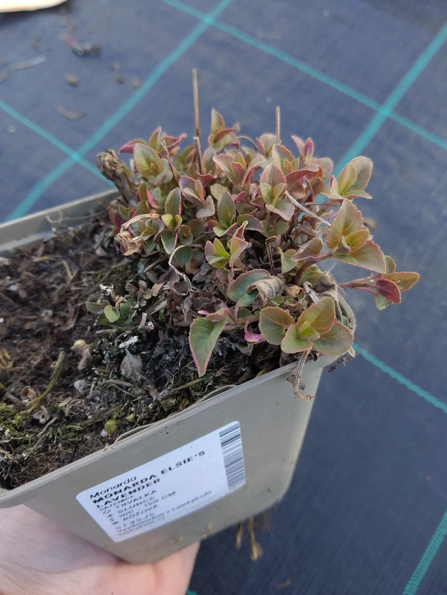 Monarda Elsie’s Lavender - 27. 3. 2026