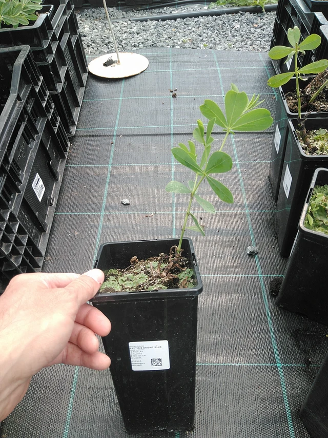 Pensasväriherne Bright Blue - 24. 6. 2025