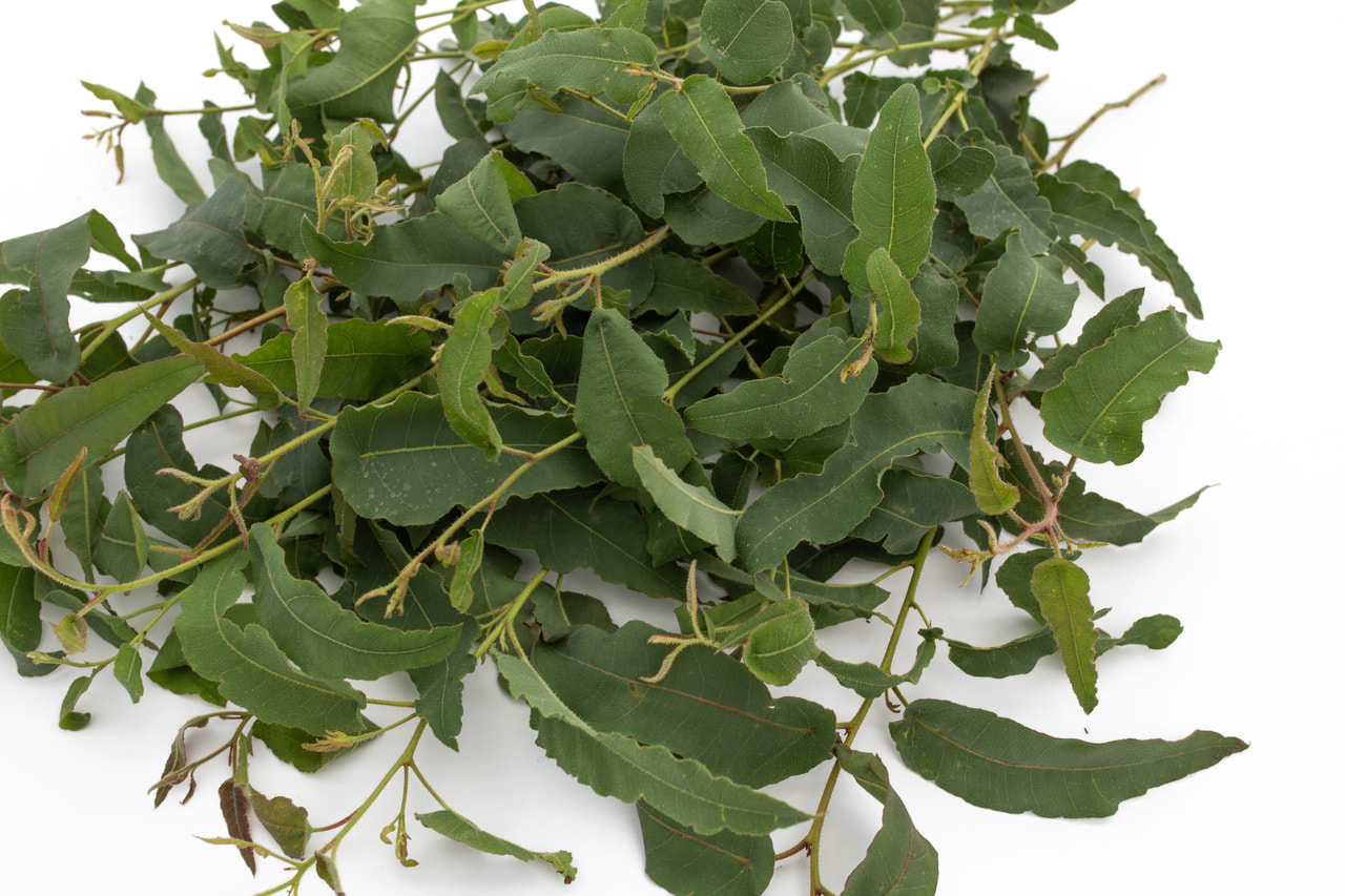 Eukalyptus citrónový, Loukykvět