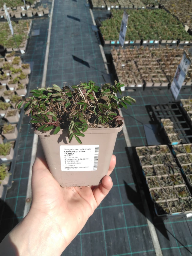 Veriruusuke Pink Tanna - 3. 4. 2025