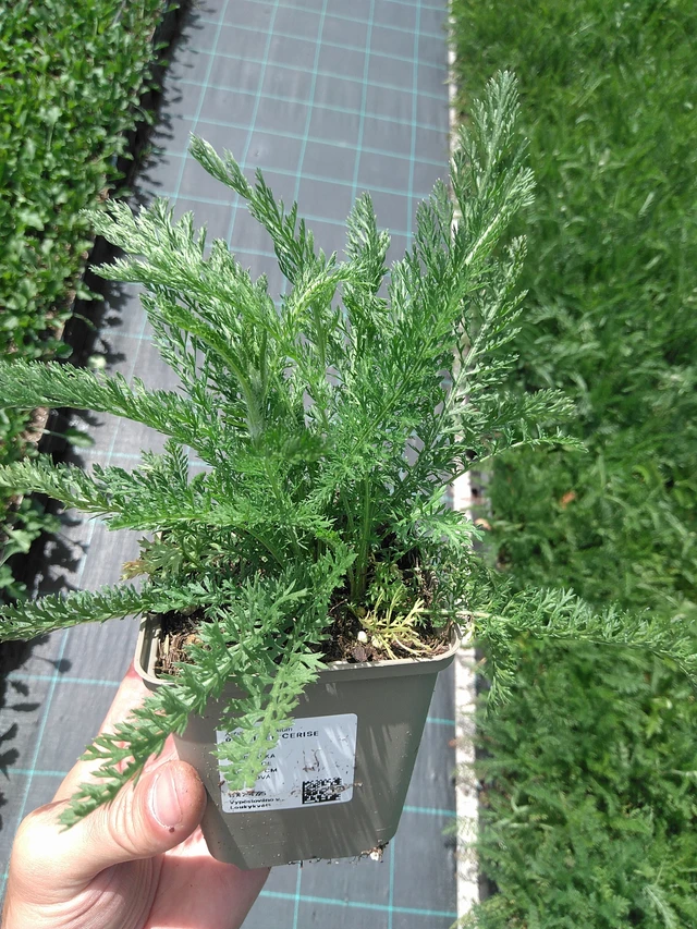 Milenrama Cerise Queen - 24. 6. 2025