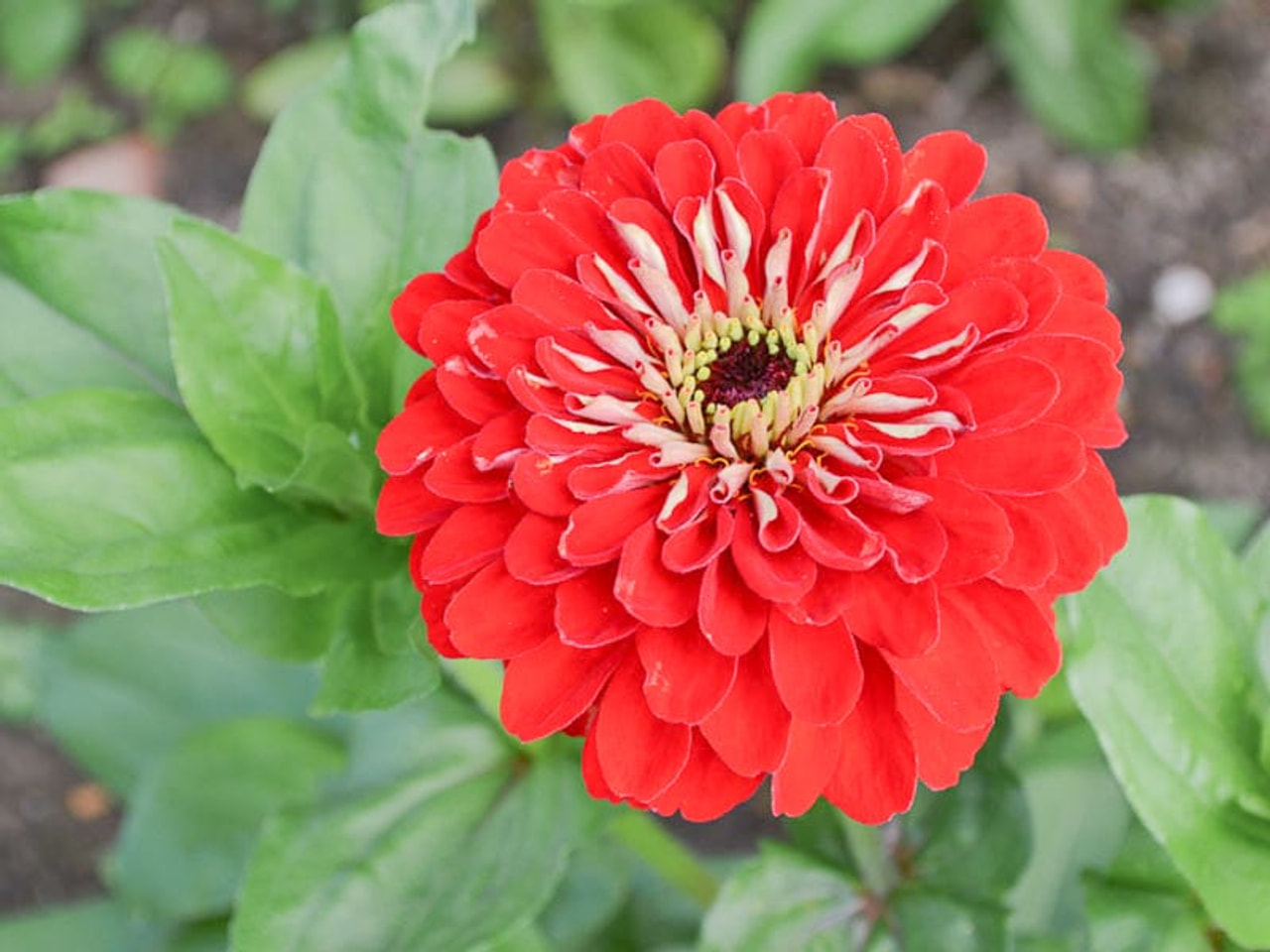 Cínie Benary’s Giant Scarlet, Loukykvět