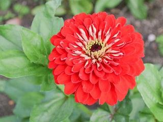 Cínie Benary’s Giant Scarlet, Loukykvět