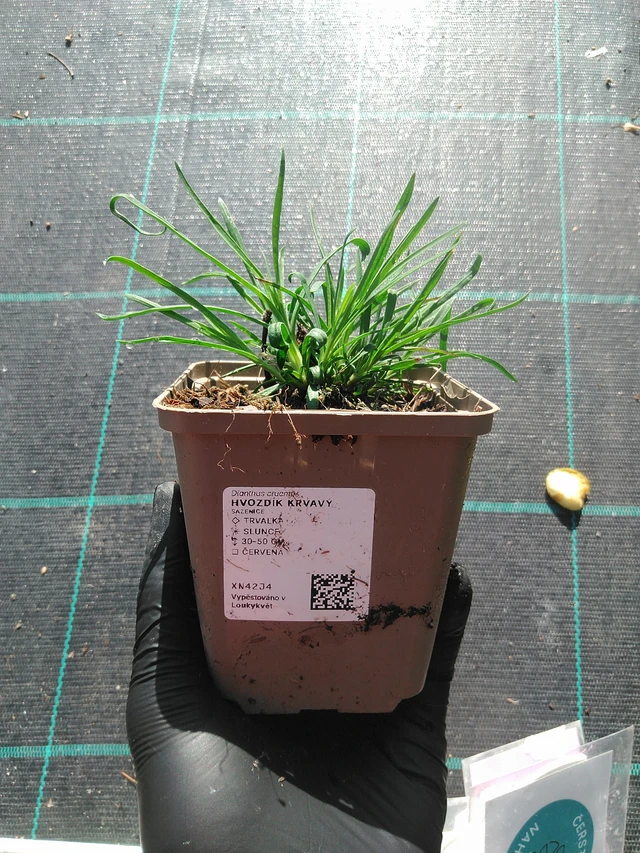 Verinilkkakukka - 1. 9. 2025