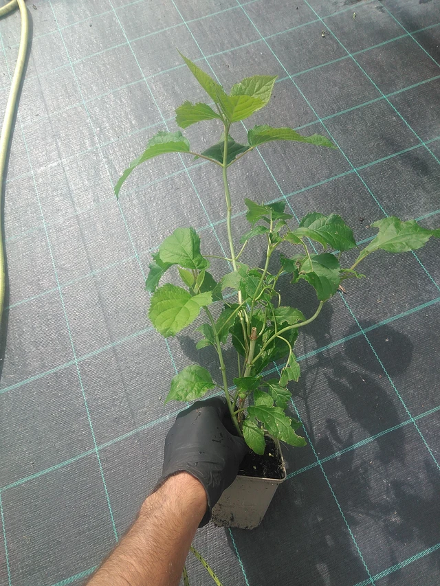 Hortenzie stromečkovitá Annabelle - 10. 9. 2025