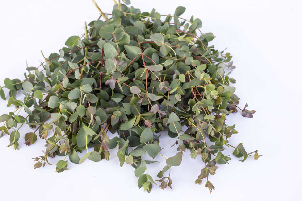 Eukalyptus stuartiana, Loukykvět