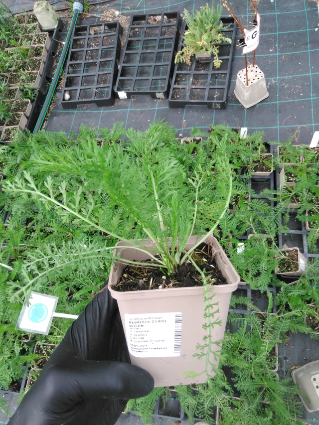 Milenrama Cerise Queen - 2024