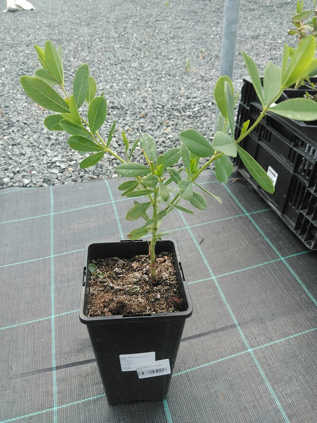 Pensasväriherne Chocolate Chip - 24. 6. 2025