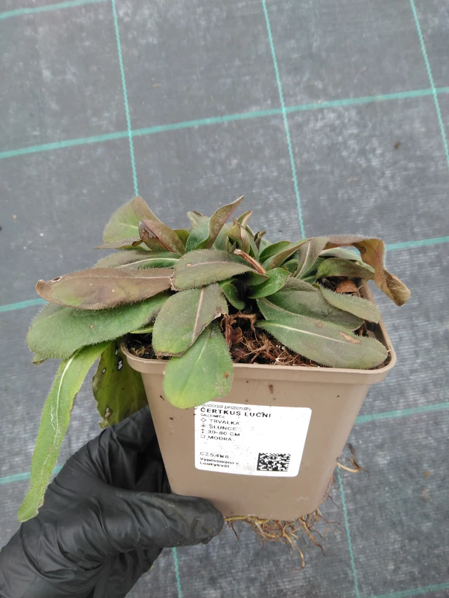 Czarcikęs łąkowy - 1. 4. 2026