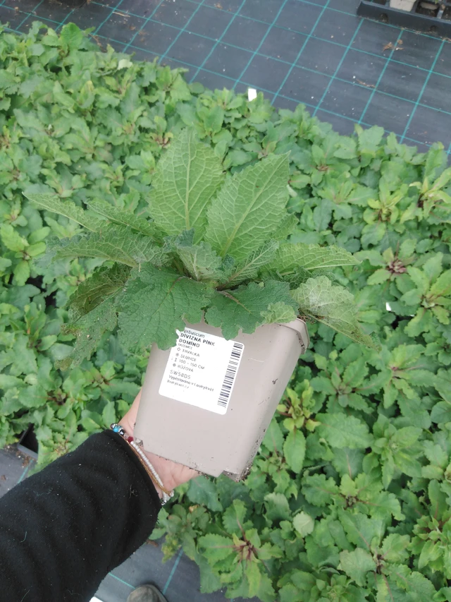 Mullein Pink Domino - 2024