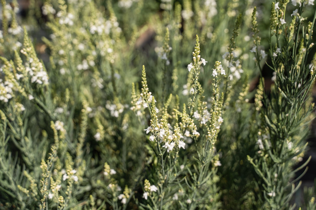 Linaire Springside White, Loukykvět