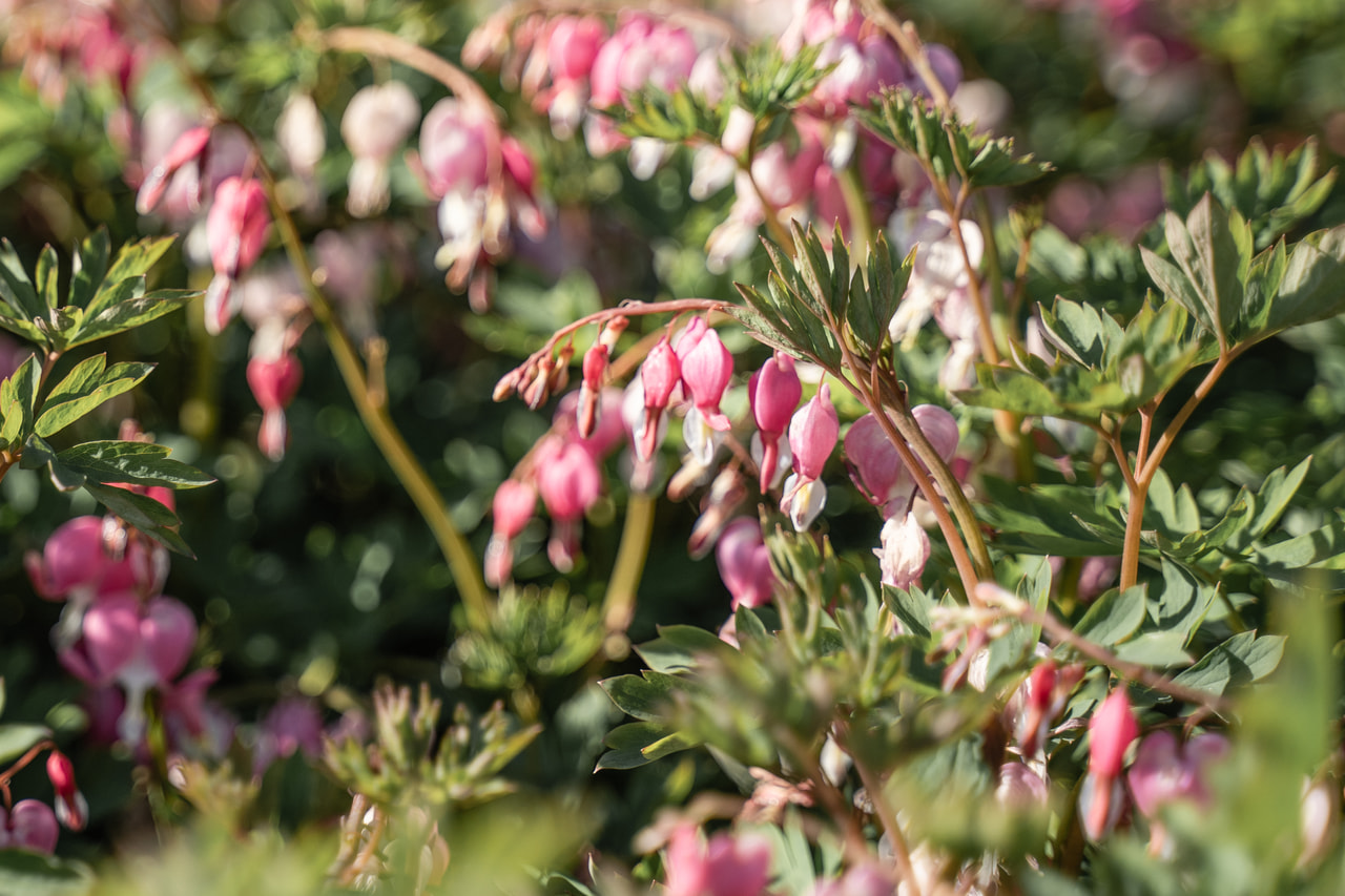 Szívvirág, Loukykvět