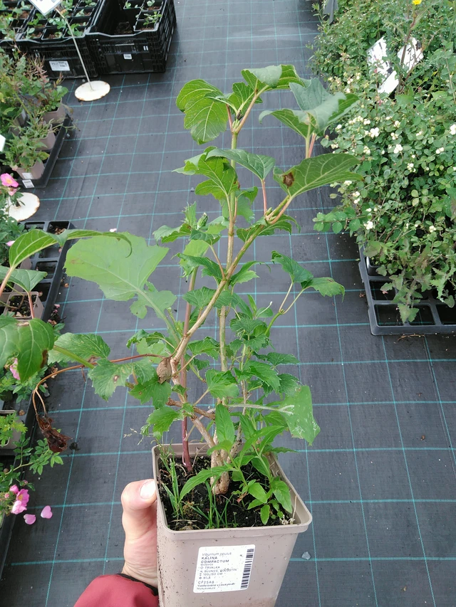 Viburnum Compactum - 28. 7. 2025