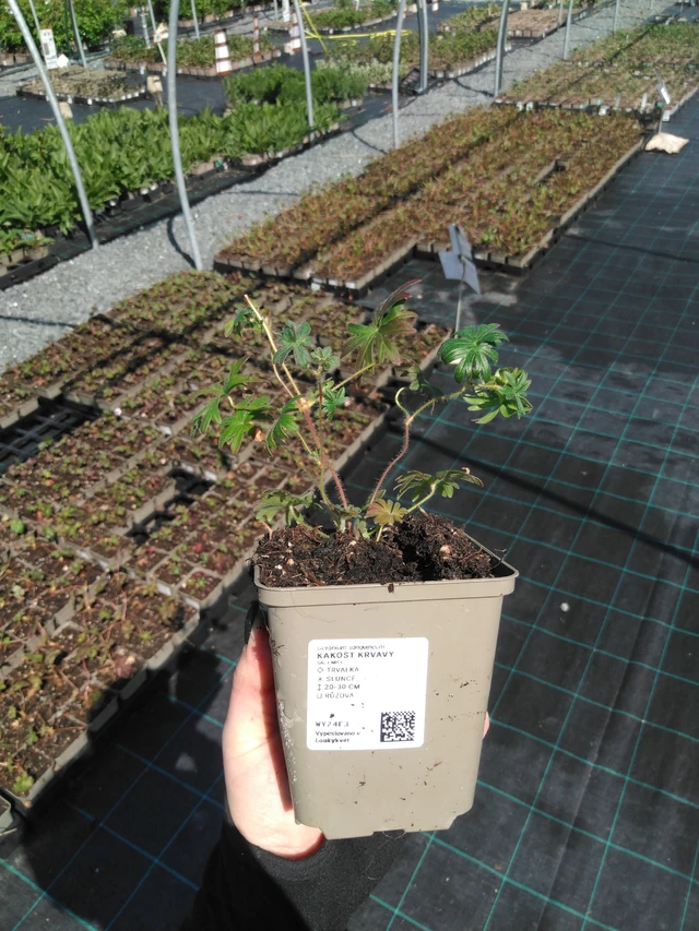 Verikurjenpolvi - 13. 5. 2025