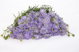 Didiscus Lavender Blue, Loukykvět