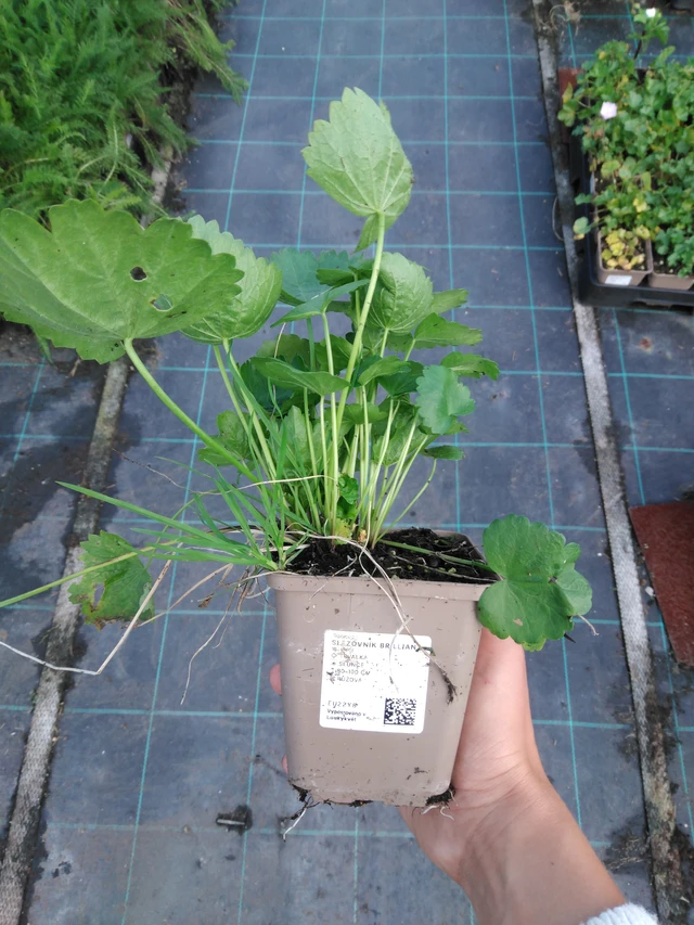 Malva Brilliant - 11. 9. 2025