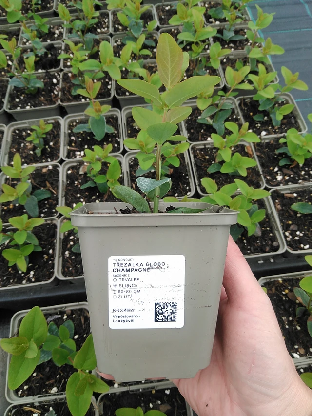 Hierba de San Juan Globo Champagne - 9. 6. 2025